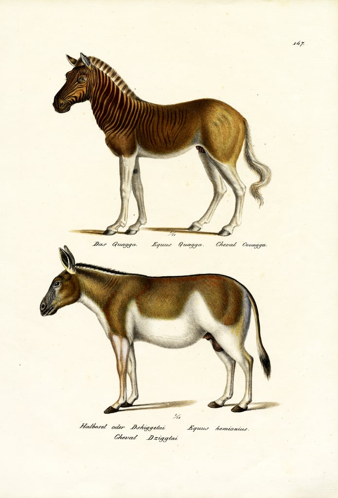 Quagga, 1824 von Karl Joseph Brodtmann Kunstdruck kaufen